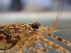 Macrobrachium aemulum