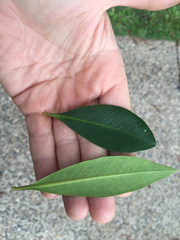 Tristaniopsis exiliflora