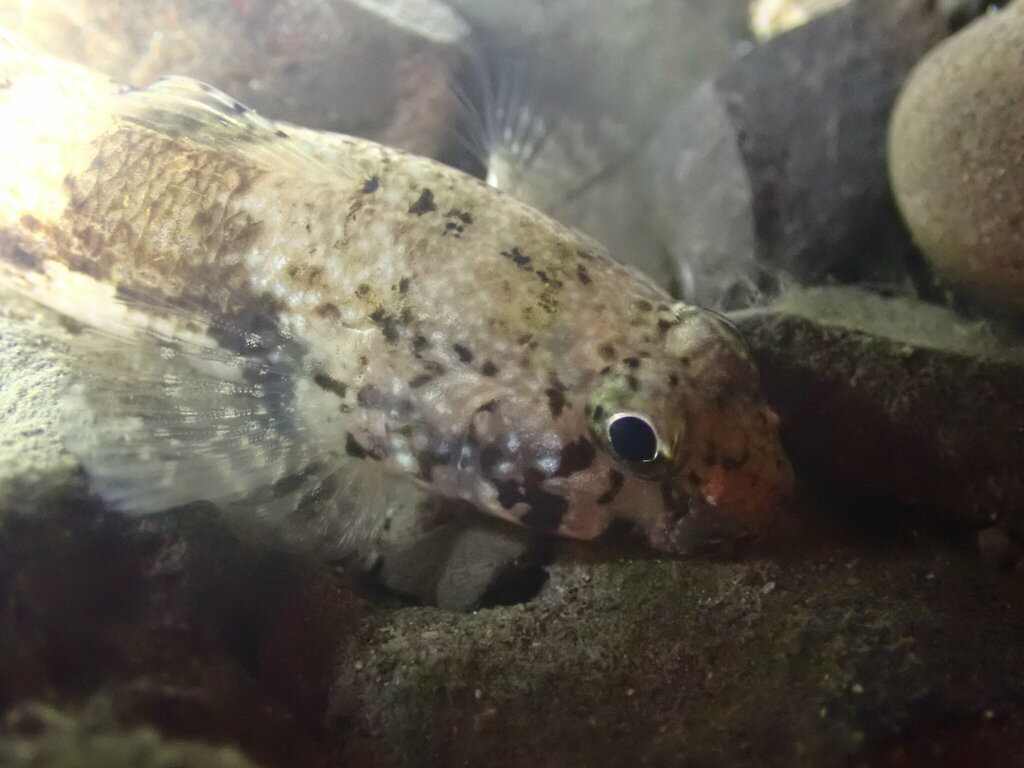 Dusky frill-goby