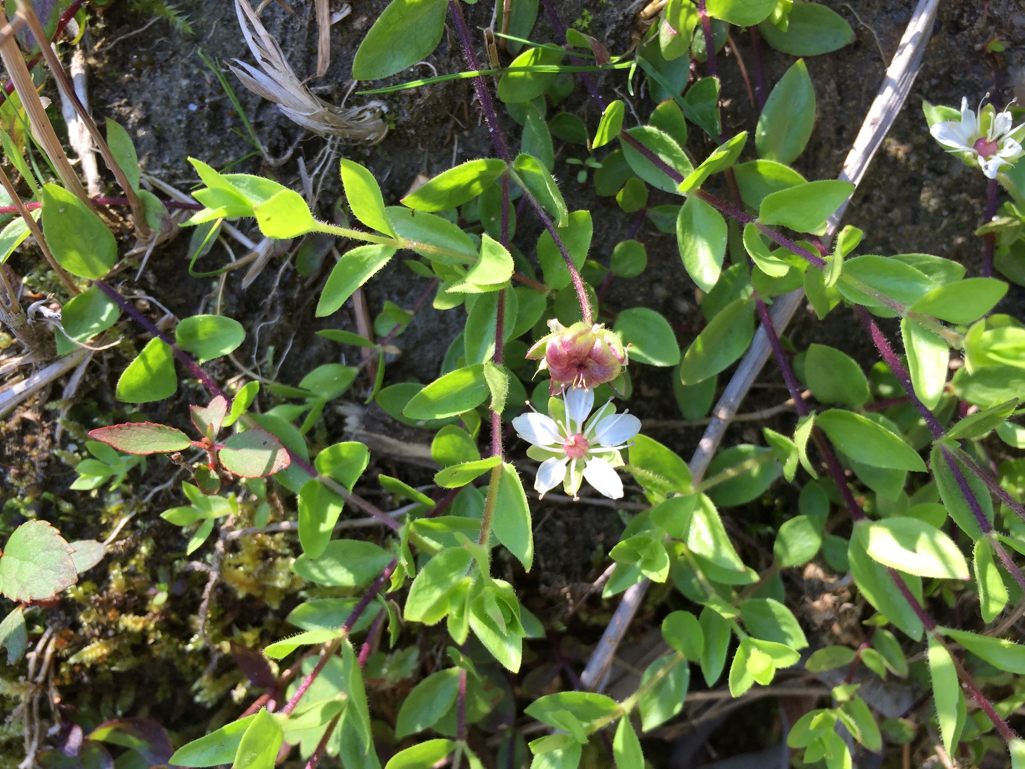 Wilhelmsia
