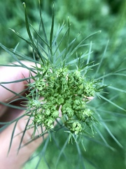 Daucus carota