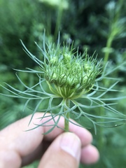Daucus carota