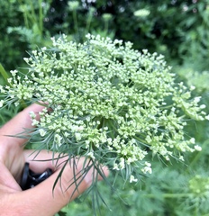 Daucus carota