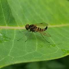 Chrysopilus fasciatus