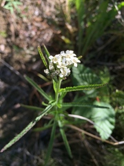 Achillea alpina
