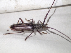 Pachydissus sericus