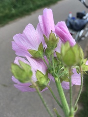 Malva