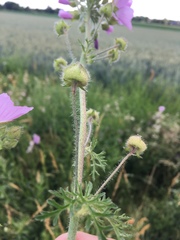 Malva
