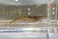 Caridina typus