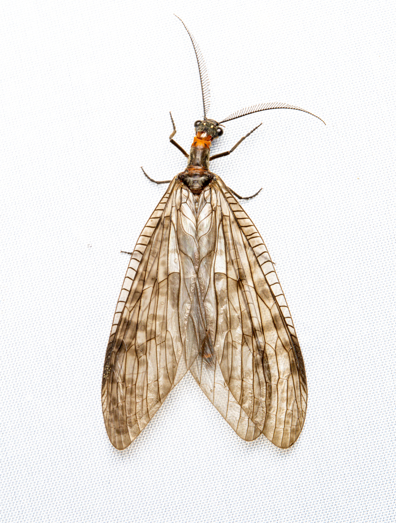 Ctenochauliodes nigrovenosus