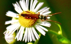 Stenopterus flavicornis