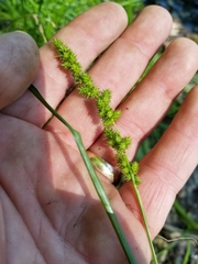 Carex annectens