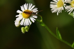 Stenopterus flavicornis