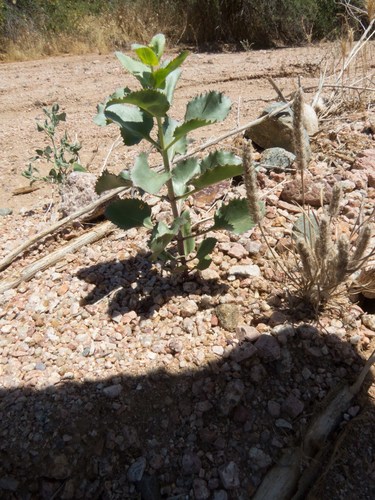 Desert Penstemon seedling