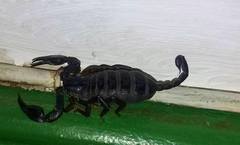 Euscorpius