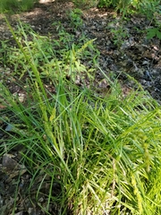 Carex annectens