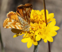 Xanthothrix neumoegeni