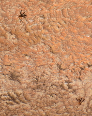 Polistes arizonensis
