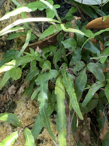 Pteris ryukyuensis, photograph 3