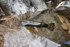 Atyopsis spinipes