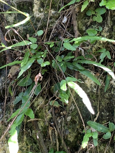 Pteris ryukyuensis, photograph 2