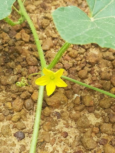 Muskmelon