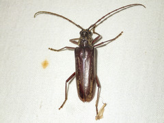 Pachydissus sericus