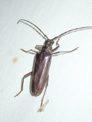 Pachydissus sericus
