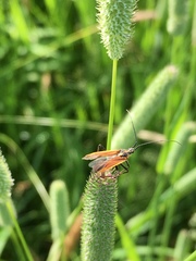 Leptopterna