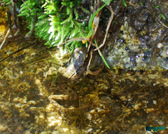 Rana macrocnemis