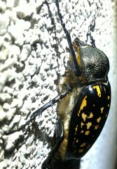 Cheirotonus formosanus