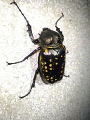 Cheirotonus formosanus