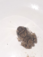 Tomopterna delalandii