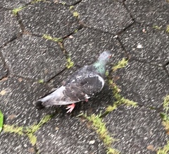 Columba livia domestica