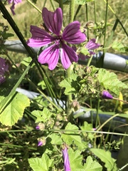 Malva sylvestris