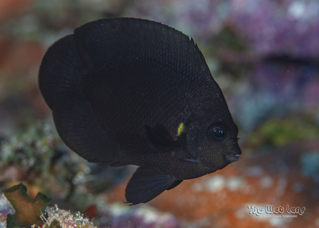 Midnight angelfish (Centropyge nox)