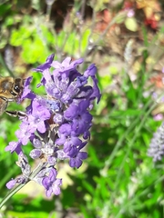 Apis mellifera