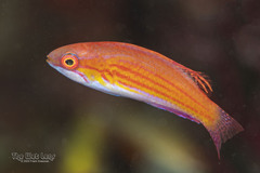 Blue Flasher-Wrasse photo 1