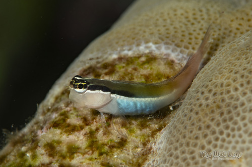 Banda Blenny