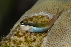 Banda Clown Blenny photo 1