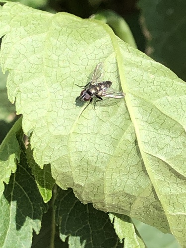 Rhinophoridae
