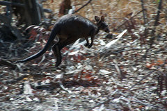 Osphranter bernardus