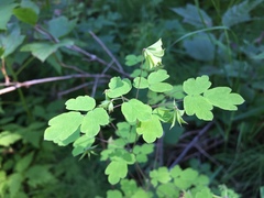 Thalictrum sparsiflorum