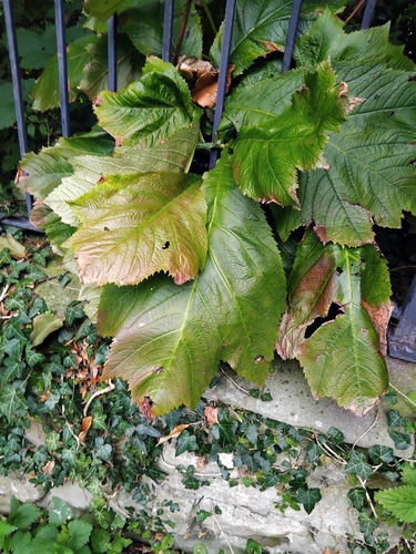 Image of Rodgersia podophylla by (c) Owen and Carol Fawcett., some rights reserved (CC BY)