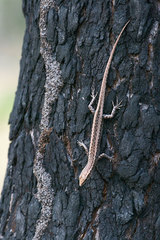 Cryptoblepharus