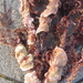 Titanoderma pustulatum - Photo (c) tangatawhenua, μερικά δικαιώματα διατηρούνται (CC BY-NC), uploaded by tangatawhenua