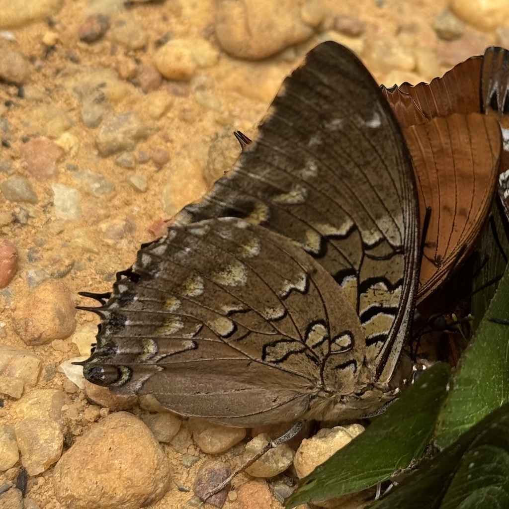 Charaxes mixtus