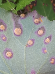 Puccinia poarum