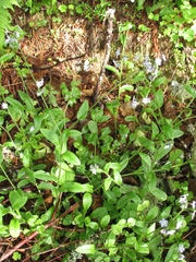 Myosotis krylovii