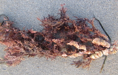 Titanoderma pustulatum